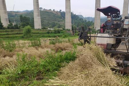 油菜籽最早产于哪个国家