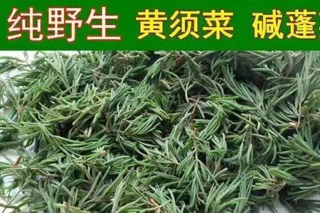 黄英菜的学名