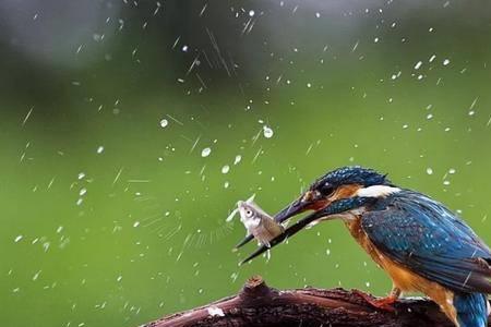 下雨天鸟会在树上吗