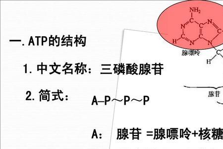 atp放能与吸能的区别