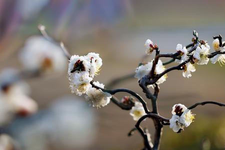 那一年雪花飘落梅花开枝头原版