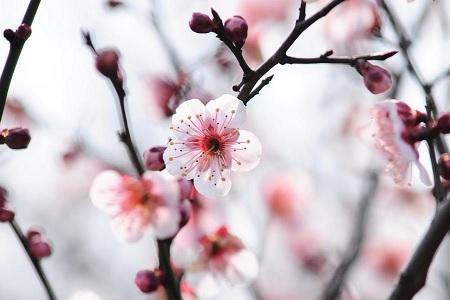 柳叶桃花期开多少天