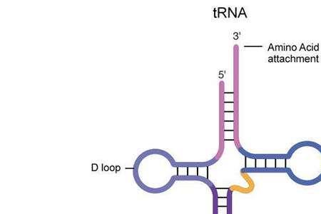 bna rna共有的碱基