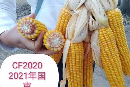 天成705玉米种子的优点