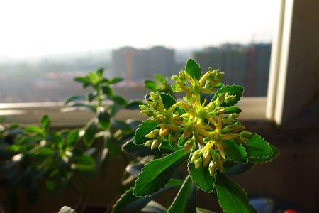 景天是香料吗