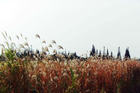 沙家浜的读音