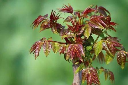 紫椿木属于国家几级保护植物