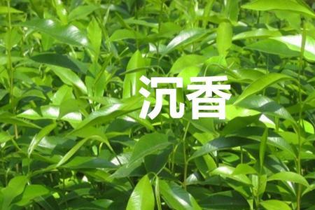 沉香树叶和奇楠沉香树叶的区别