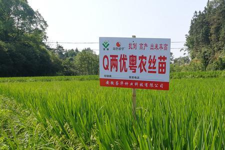 魅两优黄丝苗审定介绍