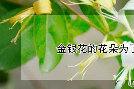 为什么金银花有那么大烟味