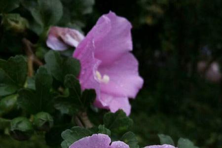 春天里的小雨原唱