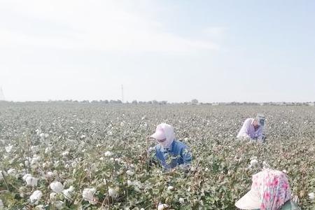 种棉花一亩地需要多少塑料膜