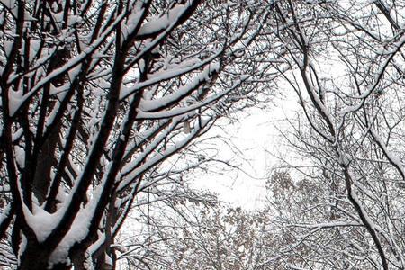 雪夜入蔡什么意思