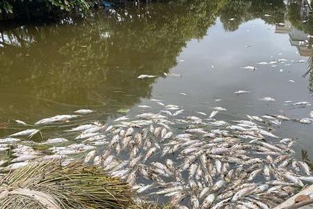 水塘鲤鱼死光草鱼为什么不死