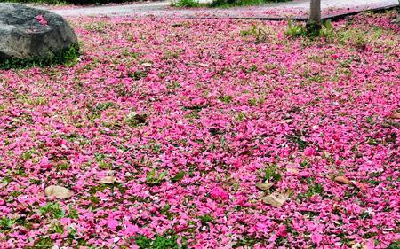 桃花落满地的诗句