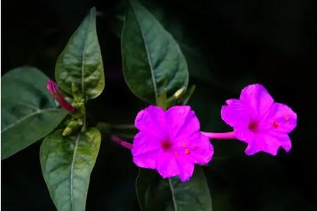 夜来香和茉莉花的区别图片