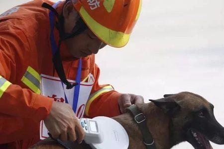 搜尸犬和搜救犬怎么示警