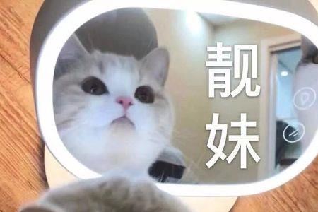 抖音头像猫头什么意思