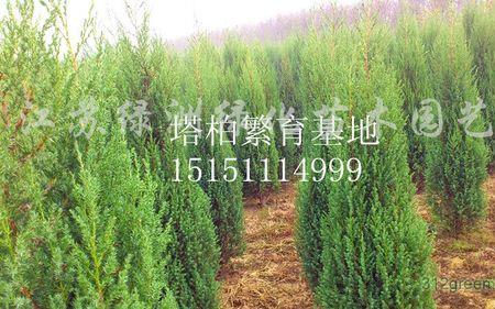 塔柏什么时间种植最好