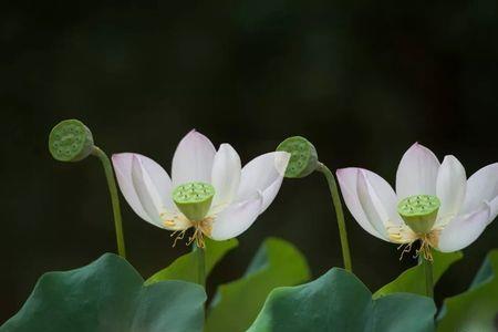 盛夏之年的意思