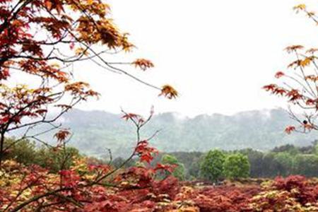 大邑红叶最佳观赏地点