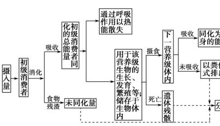 生产者同化的能量最终流向哪里