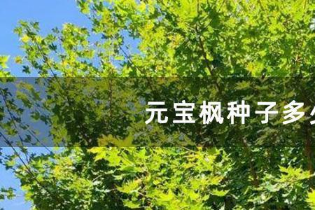 元宝枫籽是什么植物