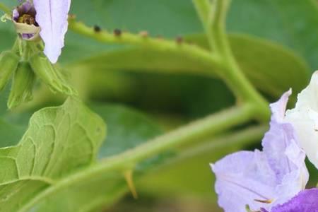 茄子雄花图片