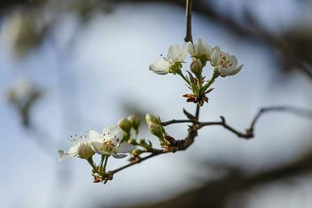 桃李芳菲梨花香出自什么歌