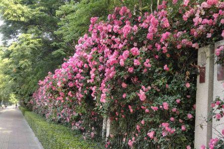 农村院子中间种什么花好