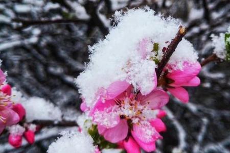 大雪满天下结局