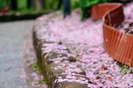 相寻梦里路飞雨落花中什么意思