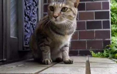 下雨天小猫出去玩还会回来吗