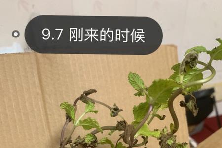 薄荷剪枝后怎么枯枝了