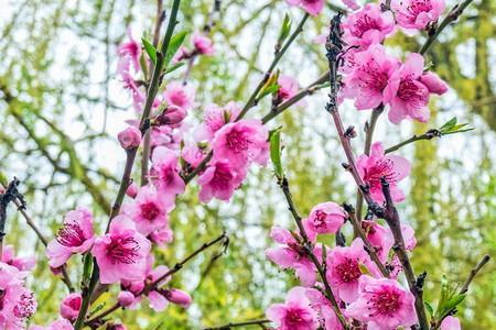 桃花盛开，剧情