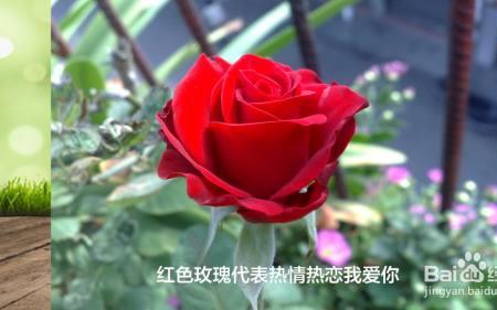 什么花的花语是我爱你无关他人