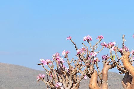 索科特拉沙漠玫瑰鉴别