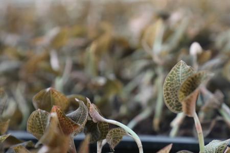 金边莲怎样种植的