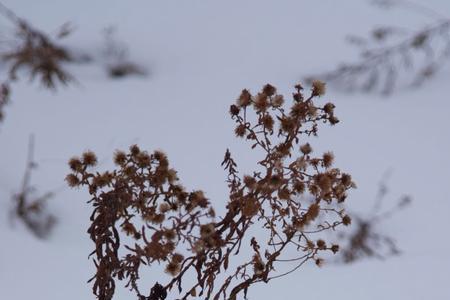 雪中君子指的是什么