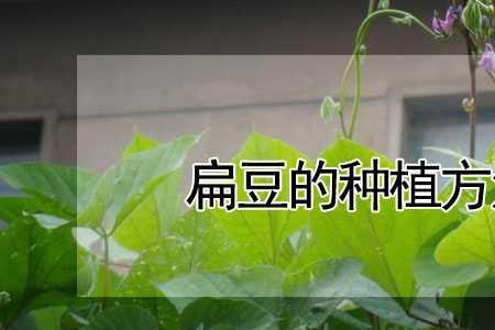 宽扁豆种植技术