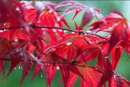 夏雨和秋雨的区别