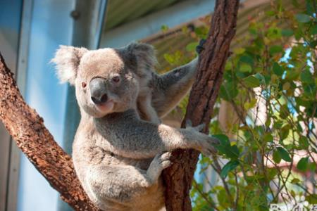 koala怎么快速记忆