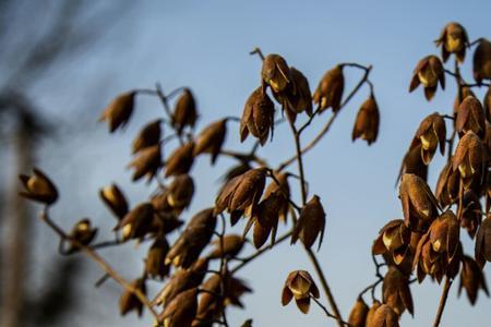 为什么有的香椿树开花结子呢