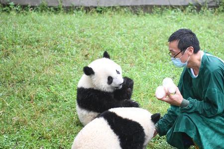 大熊猫可否私人饲养