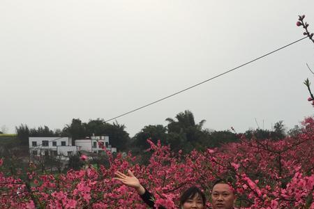 姐要桃花遍地开的文案