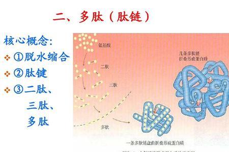 为什么环状多肽的肽链数为0