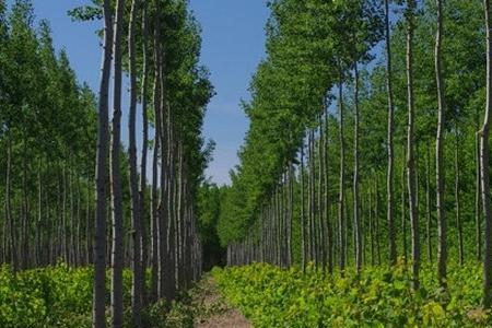 六年杨树林下种植什么最简单