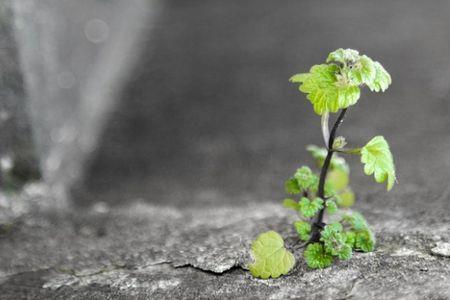 夹缝中求生存的植物