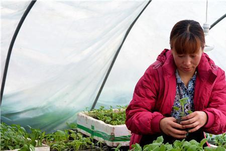 河南冷棚冬季适合种植什么蔬菜