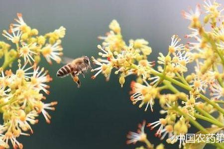 荔枝如何杀雄花